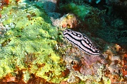 Phyllidiella rosans-Mahe Lighthous cap ternay-13m-20190609-Denis-ADER-DSC_8099_tn